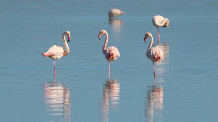 Flamingos standing on one leg in a lake