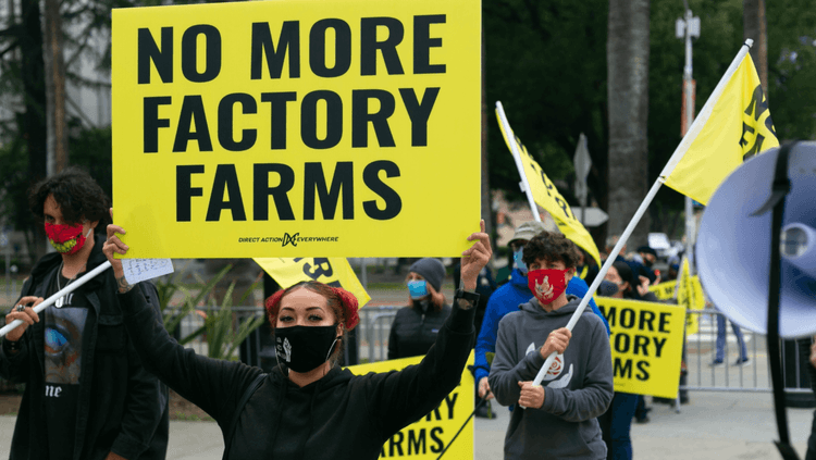 Protestors holding yellow and black signs which read ‘No More Factory Farms’